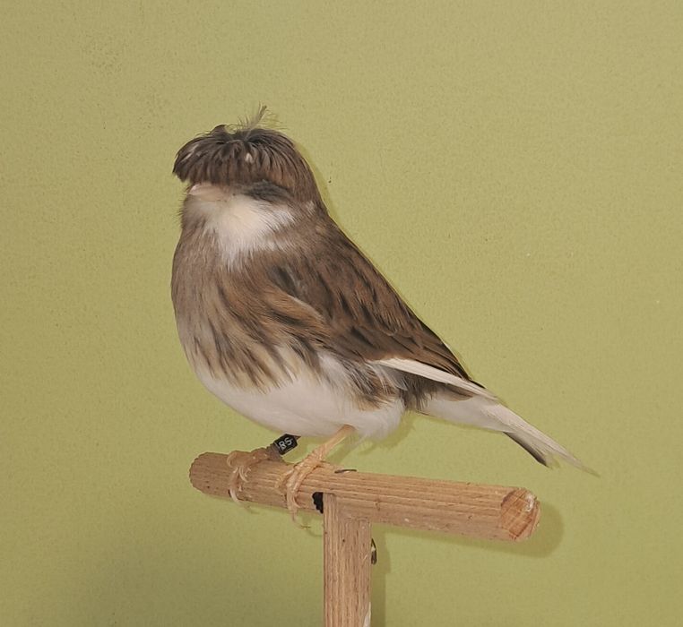 Kanarek gloster kanarki glostery samica szafirowa 2025 RS