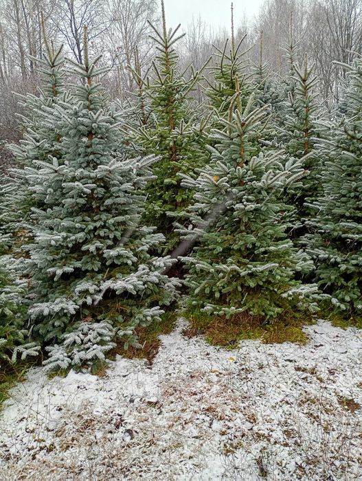 Choinki, świerk srebrzysty