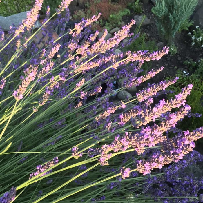 Папороть "Страусине перо",іриси ,хости, самшит, туї, юки, лаванди