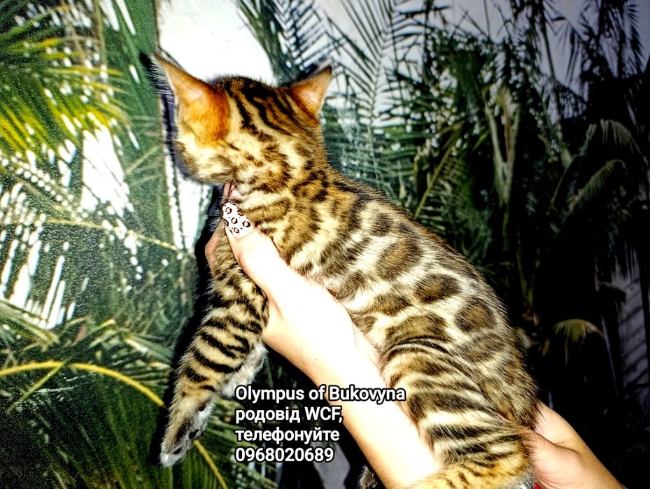 Готові переїздити в нову домівку дівчинка шоу класу ben n24, та хлопчи