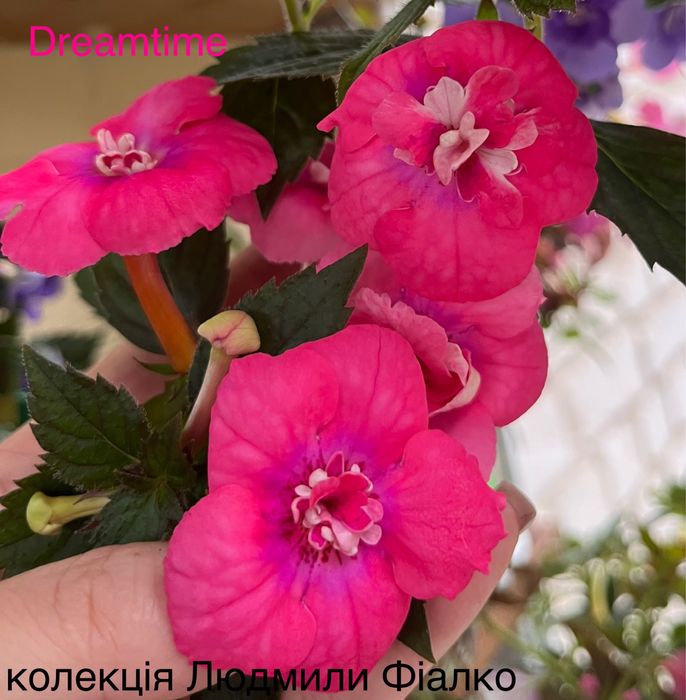 Різоми ахіменесів!