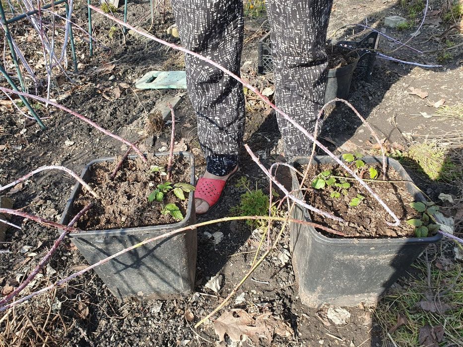 Malina czarna nowa odmiana