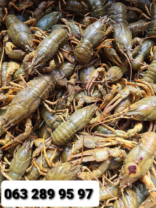 АКЦІЯ рак річковий і ставковий доставка