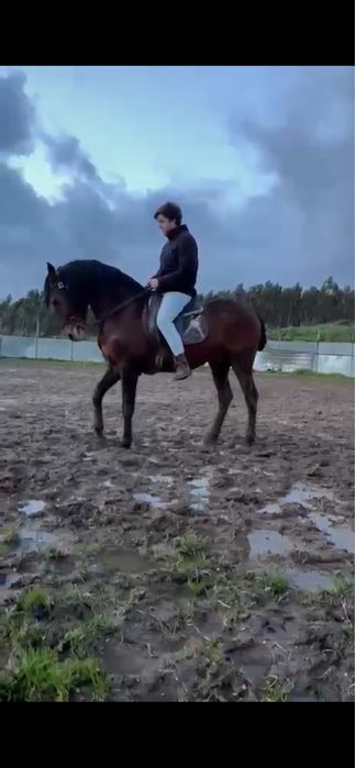 Cavalo Lusitano Puro