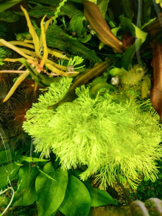 Аквариумные растения