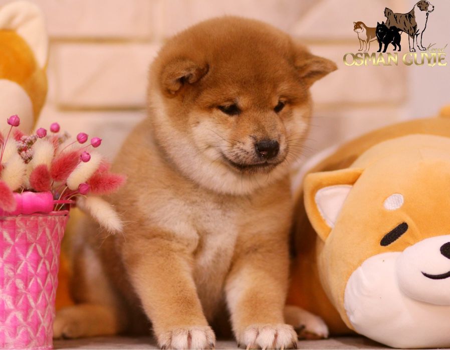 SHIBA Сиба (Шиба) Ину питомник OSMAN GUYJE