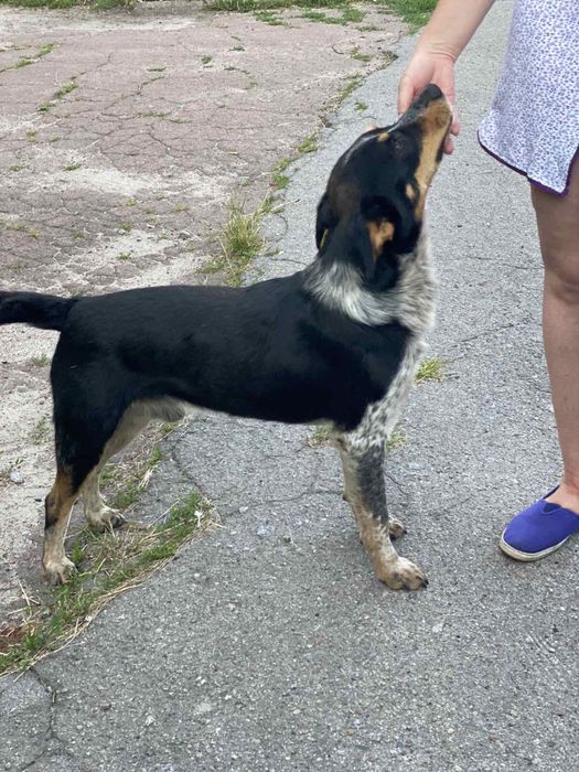 Отдам кобеля