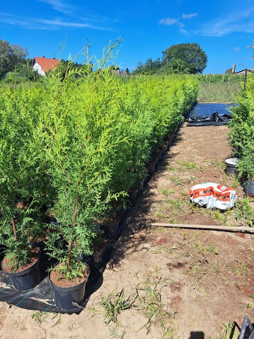 Tuja brabant -20% 130-160 cm doniczka 7l Dostawa gratis