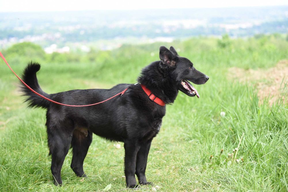 Brus - psiak po przejściach do adopcji