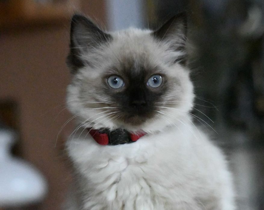 Ragdoll kotka seal mitted