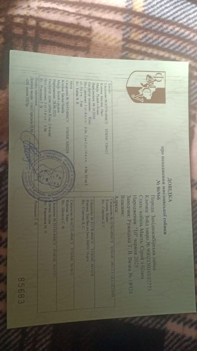 Продам молодих собак ЗСЛ західносиюірська лайка
Продаються тільки в парі!