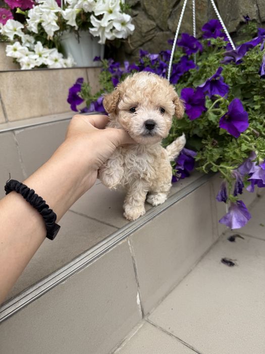 Цуцикіи мальтипу VIP якості