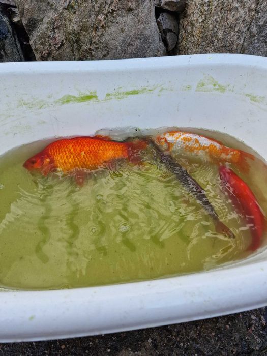 Ryby do oczka wodnego karp koi butterfly karaś orfa