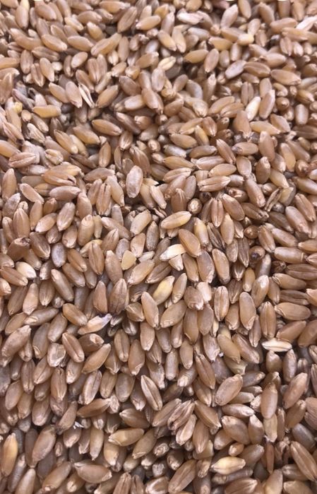 Продам пшеницю тамадур