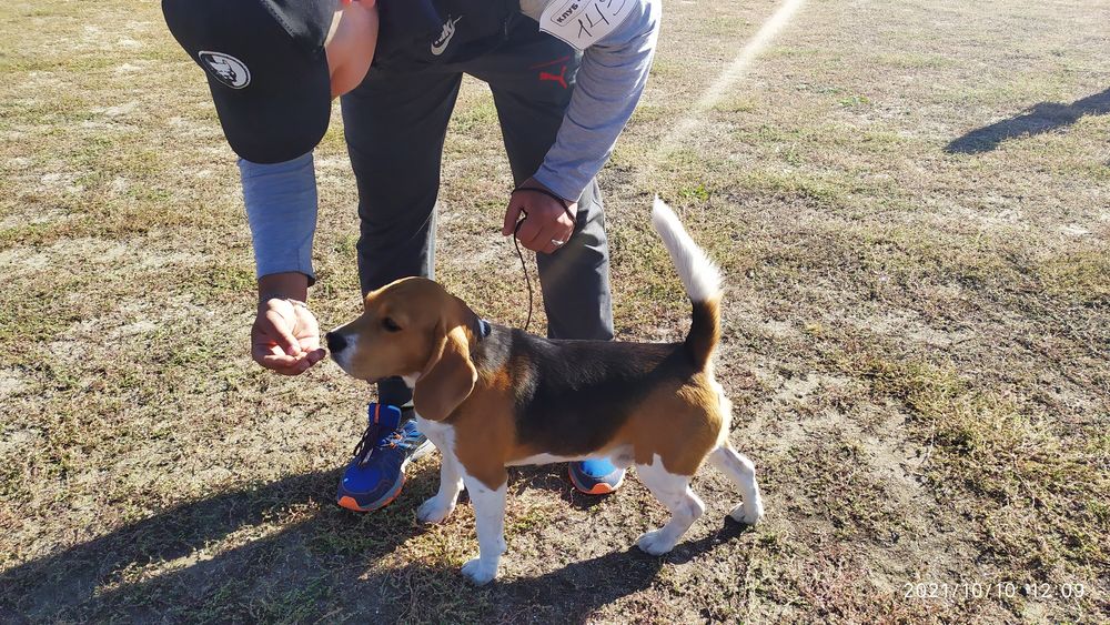 Молодой Бигль в поиске пары