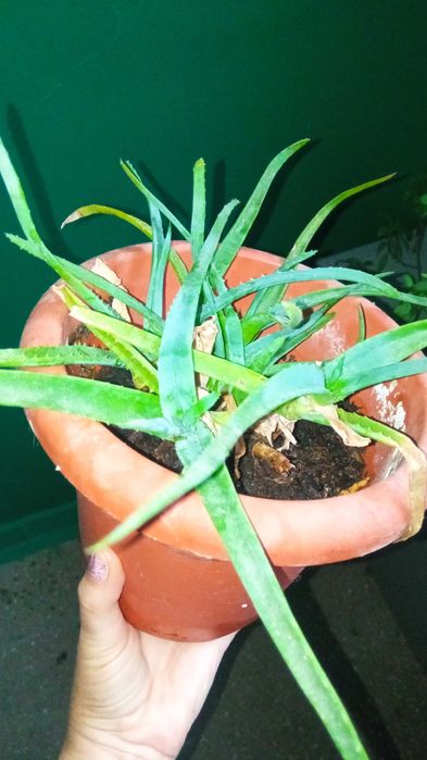 Алоэ с горшком/лечебный цветок/алое/суккулент/растения