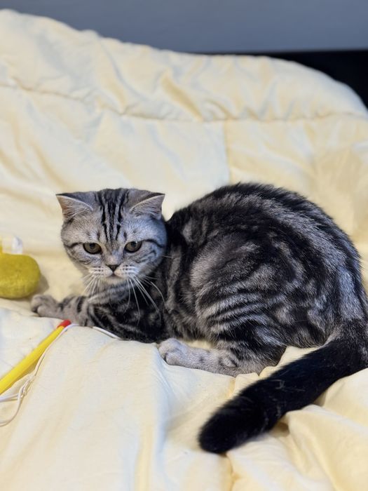 Кошеня шотландське