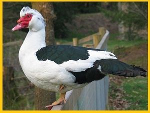 Продам своих индоуток домашних