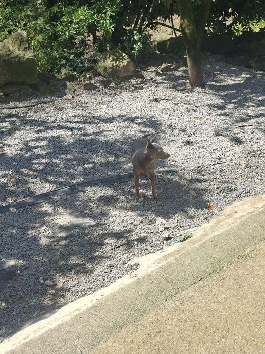 Pinsher macho cinza 2 anos