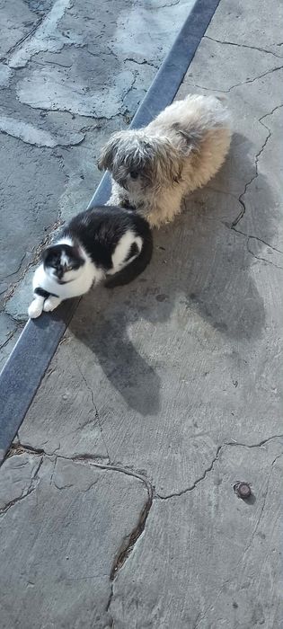 Киця розумашка пів року