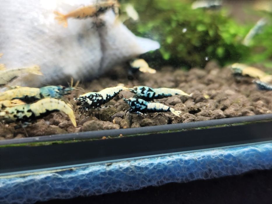 Krewetki caridina Boa