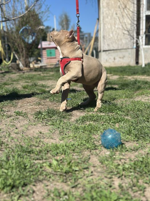 Американский Буллі стандарт