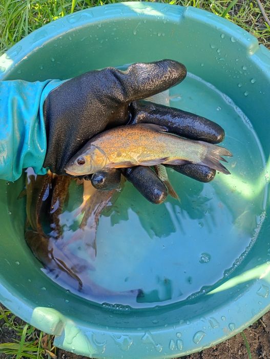 Amur narybek /kroczek. Lin , Okoń , Karp , Jesiotr.