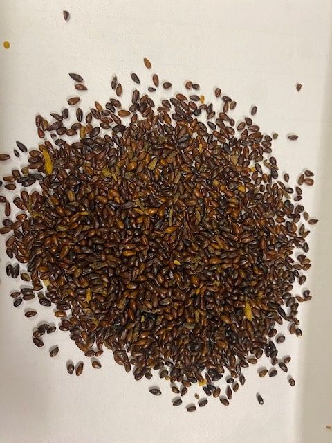 Rokitnik pestki nasiona cena za 1 kg