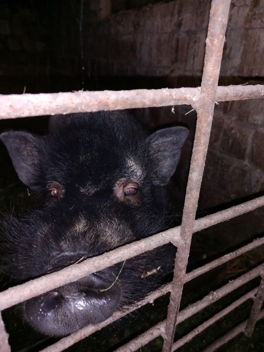 в'єтнамська свиня кнур