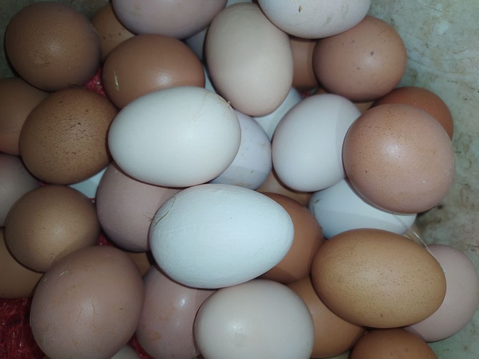 Ovos de galinha caseiros