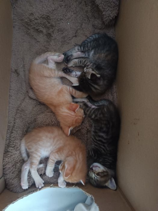 Gatinhos para adoção