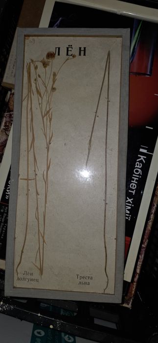 Учебная коллекция семян, Лен