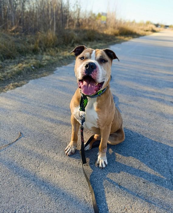 pitbull / amstaff szuka domu