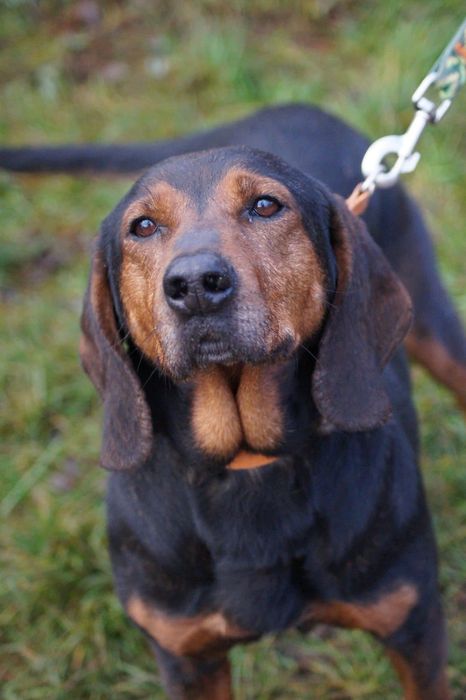 Łagodna, cudowna suczka mix gończy czeka na dom