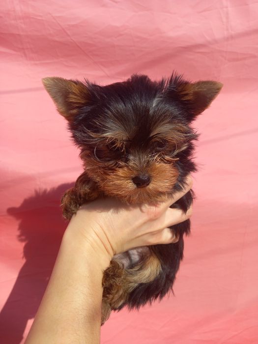 Родословный Одесский парень