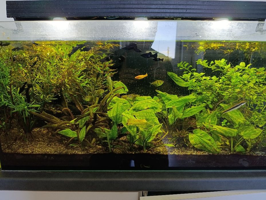 2 akwaria ok 100l