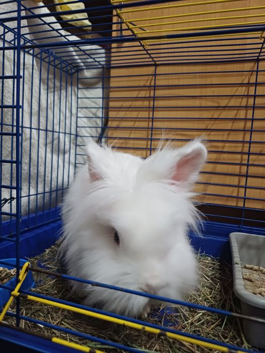 Декоративний кролик