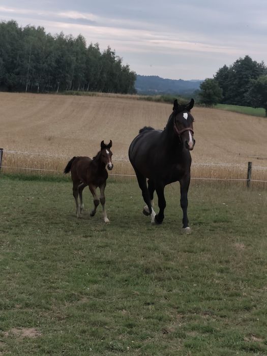 Konie Klacze Śląskie