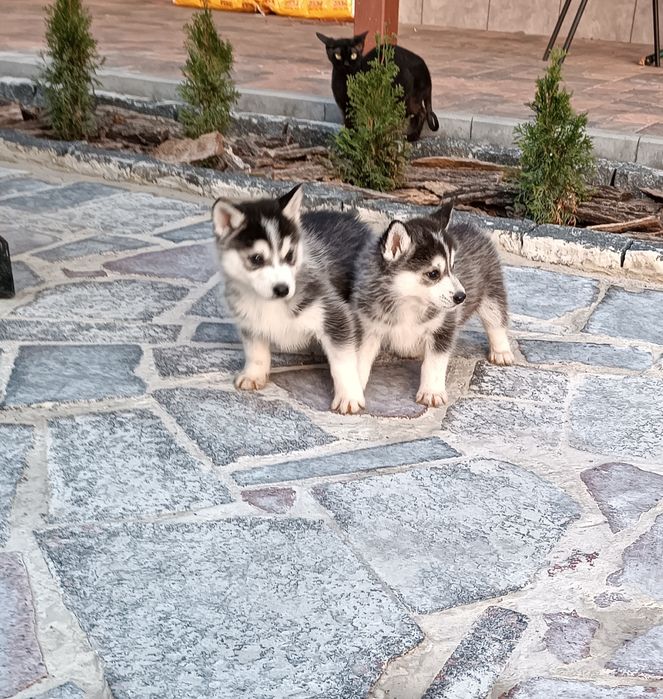 Хлопчики! Дівчатка Продам