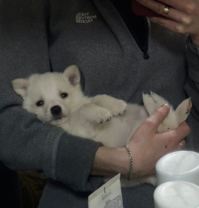 3 дівчинки шукають родину