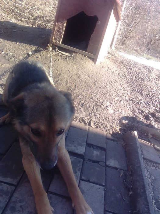 Віддам собаку в добрі руки