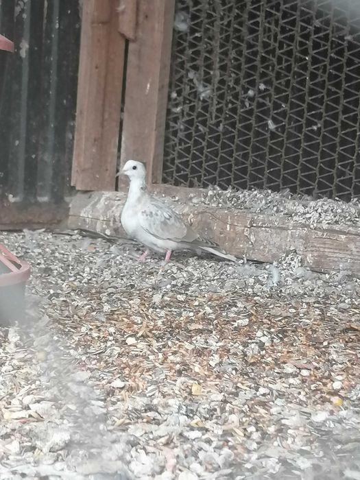 gołąbki cukrówki Białe PARKA  I SZEKI