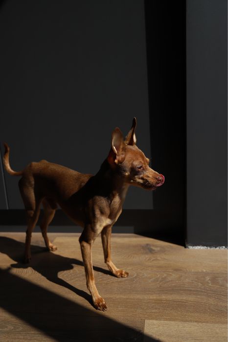 В‘язка той-терєр