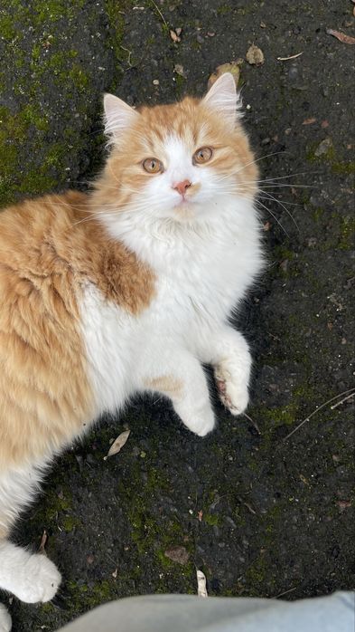 Котики безкоштовно