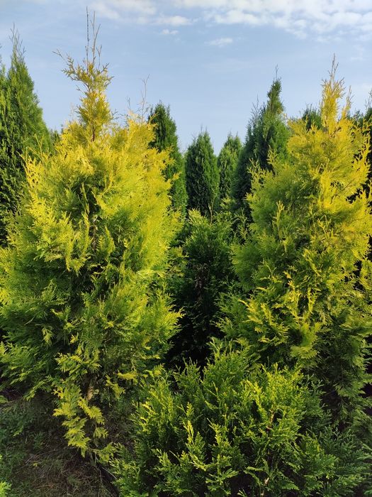 TUJA tuje 100-300 cm SZMARAGD różne odmiany i wysokości drzewek