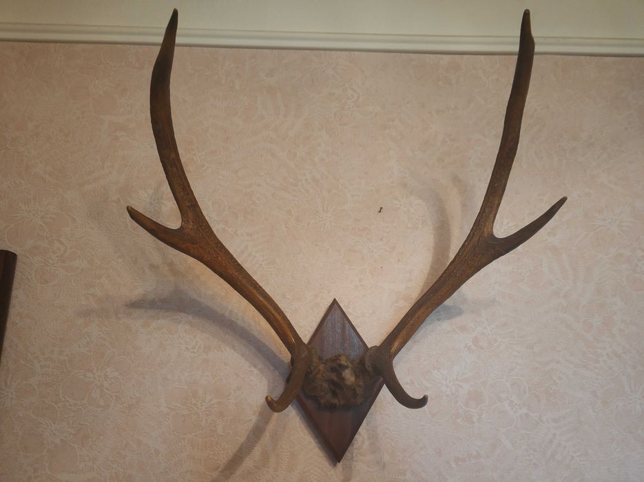 Рога натуральные европейского оленя настенные
