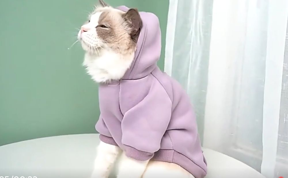 Худі для собак і котів