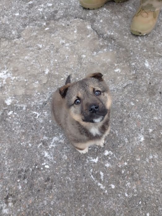 Віддам цуценя в добрі ручки