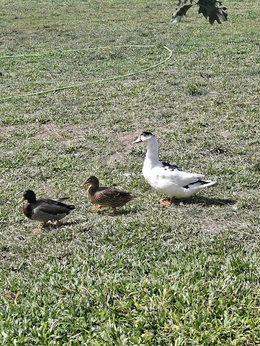 3 patos mudos e um casal bravo