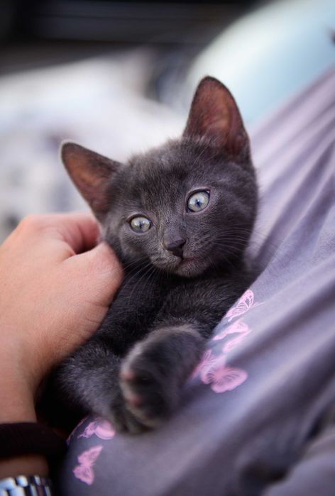 Кошенята шукають дім